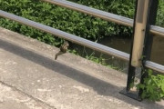 韓国人「村を散策して見かけた生き物を紹介する」