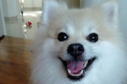 ポメラニアンを「小さな柴犬のように」とプロの美容師に頼んだ結果ｗｗｗｗｗｗ