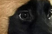 くまの着ぐるみを着たようなとてもユニークな模様の犬