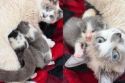 【海外】「見知らぬ人の優しさで猫と子猫たちが新たな命を得た！幸せな未来を手に入れた物語」
