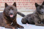 海外「日本原産の犬６種のうちの１種の甲斐犬」その習性から垣間見える古来の犬たち