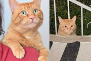 【海外】「家族のポーチに現れた猫が運命の転機を迎える！驚くべき幸せの物語」