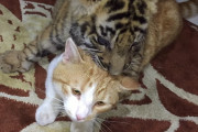 猫と虎はそれほど変わらない？子虎と成猫で見比べてみた。