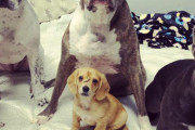 おでこに尻尾のある子犬の続報。保護団体のマスコットとして保護活動の戦力に