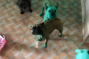 目を覚ますと飼犬が全身緑色！ミニハルクみたいになってしまったフレンチブルドッグ達の映像