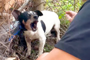 【海外】「虐待された犬が愛を取り戻すまでの感動ストーリー—最初の遊びの瞬間を見逃すな！」