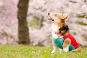 日本人が撮影した「おばあちゃんと桜と柴犬の写真」が美しい！【タイ人の反応】