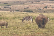 【動画】赤ちゃんサイがヌーと遊ぶ