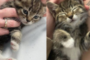 【海外】ドライブスルーで聞こえた猫の鳴き声、発見された子猫の運命が一変した日