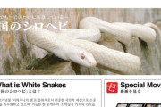 韓国人「日本の天然記念物の中でも“特に不思議”とされる生き物がこちら？」→「雰囲気が凄すぎる…」