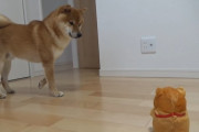 外国人「自分の声と戦ってしまう日本の柴犬がキュートすぎる！」
