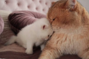 ブリティッシュショートヘアのパパと子猫の間に流れる優しくて甘い時間にほっこり♪
