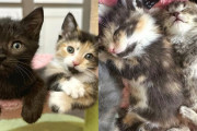 【海外】「芝生のモーター音が“ニャー”に変身！捨てられた子猫たちの救出劇」