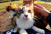 シンプルに野良猫を撮影する日本人の動画に海外からの注目が凄いことに