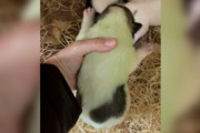 【海外】「緑色の毛を持つ新生子犬を発見！救助者の驚きの体験とは？」