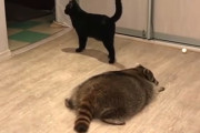 床にへばりつくおデブなアライグマに背後から狙われる黒猫ちゃん