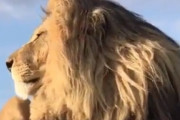 【百獣の王ライオン】これが王者の風格ですｗｗｗｗｗｗｗｗ