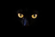 日本で「黒猫とぬいぐるみの顔交換」が違和感なくて笑っちゃうと話題に！【タイ人の反応】