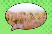 【海外】「“藪をつついて回る”の語源は？狩猟に隠された意外な真実とは」