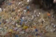 米：プラスチック容器が豚のエサに…告発した従業員が解雇される[海外の反応]