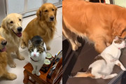 3頭のゴールデンレトリバーと1匹の猫ちゃんの仲良しでドタバタな日常が、ほっこり楽しい