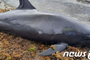 【韓国の反応】日本の船舶が座礁してから1ヶ月のモーリシャスの海岸に13頭のイルカの死骸…韓国人「国際的に制裁課すべきじゃないの？」、「日本人どもはクジラ殺すの専門だなwww」