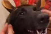 「いったい何匹いるの!?」クリスマスになった犬たち