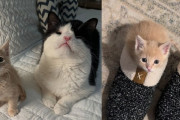 【海外】孤独な子猫、シェルターで出会った先輩猫の助けを受けて夢を叶える！