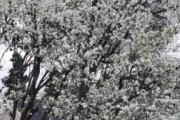 海外「この綺麗な花が咲くのは何の木？」「花は綺麗だけどすごく臭い」「○液の臭いがする」（海外の反応）
