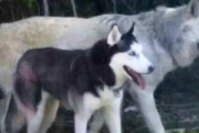 ハスキー犬とオオカミの体の大きさを比べた結果・・・オオカミってこんなにでかいの！？　海外の反応