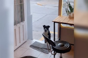【海外】「毎日通う忠犬！カフェの常連客はなんと迷い犬！」