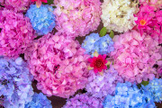海外「ここは楽園か・・・？」梅雨が来た！日本屈指の紫陽花スポットに感嘆する海外勢