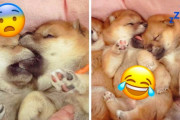 海外「おバカな可愛い子達だなあ」可愛すぎる柴犬の子犬たちに外国人もメロメロ（海外の反応）