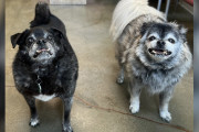 【海外】「12年間の愛を注いだ老犬たちがシェルターに…その理由とは？」