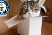 Youtubeで最も視聴された動物⁉日本で暮らす猫の”まる”がめっちゃかわいい！！外国人「彼を見てるととっても癒やされるんだ！大好き！」