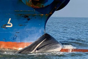 海外「やめろ！」日本が新たな捕鯨母船を建造することに海外大騒ぎ！（海外の反応）
