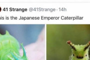 海外「これが日本の皇帝芋虫だ」→「こいつが日本を動かしているのか…」
