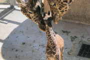 外国人「思わず和んでしまう動物の親子写真を世界から集めてみた！」
