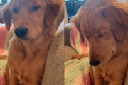 「瞼がだんだん重くなってきたなぁ〜」…まだ遊びたいけど眠気との戦いに負けてしまうゴールデン・レトリバー