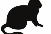 「猫の目をくぎ付けにするとても簡単な方法を教えるよ」