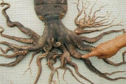 【海外の反応】1998年に日本で発見された98本の触手を持つタコ　海外の反応「福島から時代を遡ってきた、最初のゴジラ」