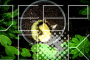 植物なのに生肉みたいで、ネズミの死骸の匂いがする花…？  海外の反応