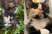 【海外】「茂みから現れた子猫、運命の出会いに彼女の心が動く」