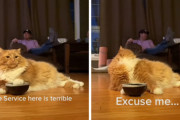 「お皿が空なんですけど〜？？」飼い主さんに対しての猫のアピールが面白い！
