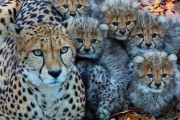 外国人「思わずカワイイと思ってしまった危険動物を見せていくｗｗｗｗ」