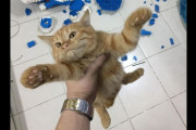 むしゃくしゃしてやった、反省はしていない。飼い主が1週間かけて作ったレゴのドラえもんを一瞬にして破壊した猫