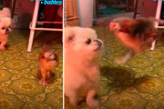 どんなに逃げられても、ニワトリを追いかけるワンちゃんが可愛い！