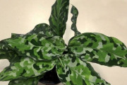 外国人「現実とは思えない世界の凄い植物を見せていく！」