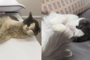 野良猫を救助して、立派な家猫になるまで　海外の反応