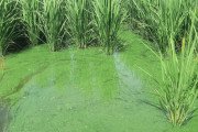 【韓国】韓国最大河川の水で栽培したコメから毒素検出・青酸カリの100倍【韓国の反応】